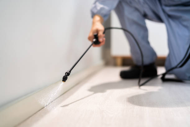 Licensed Termite Control service in White River Junction, VT - Nex Pest Control
