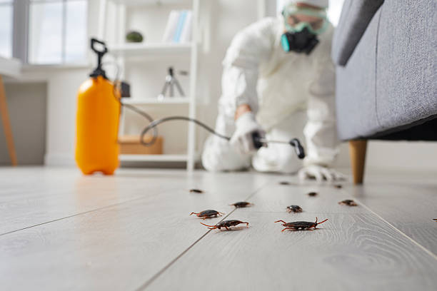 Affordable Termite Control solutions in White River Junction, VT